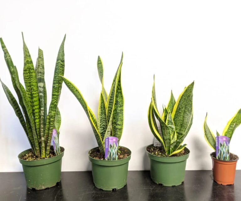 Snake Plant Care - How to Care for Snake Plants (Sansevieria)